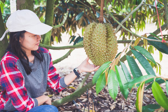 Asian women farmer holding Durian on the tree.