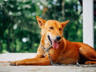 cute healthy brown dog
