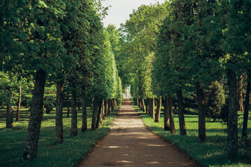 Fototapeta na wymiar Landscaping. Park in a classic style with trimmed trees. Alley in the park