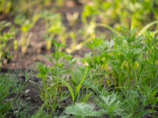 Garden bed with small sprouts of greens