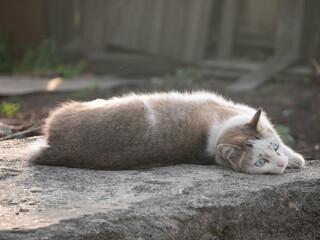 The cat lies on its side and looks. The cat is resting on a stone in the street.