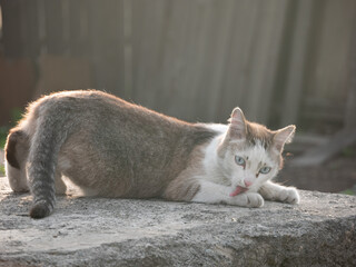 The cat is playing on the stone. The cat licks its paw while lying on the stone.