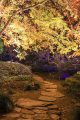 Naklejka premium Bunkyo City,Tokyo,Japan on December6,2019:Illumination at Rikugien Garden in autumn.The contrast of the leaves against the dark night sky makes their colors seem even more vibrant than in the daytime.