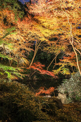 Bunkyo City,Tokyo,Japan on December6,2019:Illumination at Rikugien Garden in autumn.The contrast of the leaves against the dark night sky makes their colors seem even more vibrant than in the daytime.