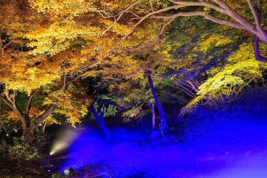 Bunkyo City,Tokyo,Japan on December6,2019:Illumination at Rikugien Garden in autumn.The contrast of the leaves against the dark night sky makes their colors seem even more vibrant than in the daytime.