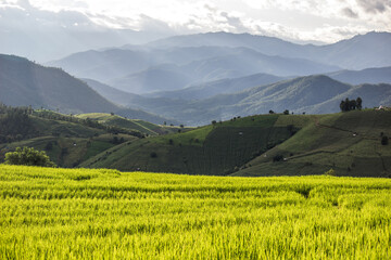 Fototapeta premium Mae Chaem,Chiang Mai,Thailand on SEP 13,2019:Pa Pong PIang Rice Terraces with mountain ranges in the background.
