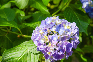 紫色のあじさい