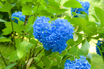 ハート形の紫陽花