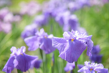 Obraz premium ハナショウブ