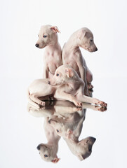 Obraz na płótnie Canvas three greyhound puppies on white. sweet dogs in studio