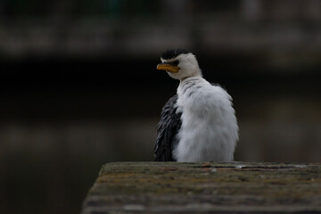 white faced vulture