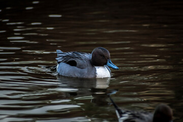 duck swiming in the lake