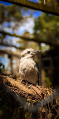 kookaburra