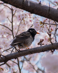 bird on a branch