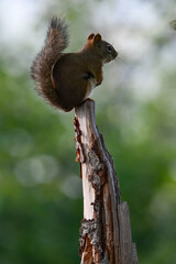 A tiny pine squirrel balances on top of a tree stump.