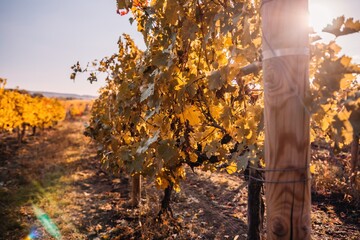 Bright autumn red orange yellow grapevine leaves at vineyard in warm sunset sunlight. Beautiful clusters of ripening grapes. Winemaking and organic fruit gardening. Close up. Selective focus.