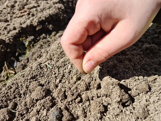 Farmer manually sows seeds of vegetables or fruits into soil