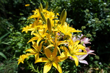 Lilium bulbiferum リリウム ブルビフェルム オレンジリリー ユリ 百合