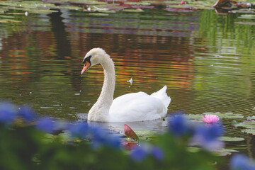 Fototapeta premium 睡蓮畑で泳ぐ水鳥の白鳥