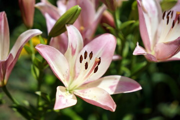 Fototapeta premium Lilium longiflorum テッポウユリ 鉄砲百合 リュウキュウユリ タメトモユリ ユリ 百合