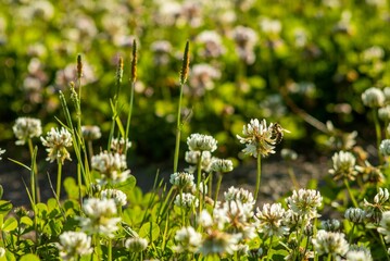 Bee on white creeping clover
Пчела на белом ползучем клевере