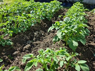 Green plants with potato leaves growing in a potato field