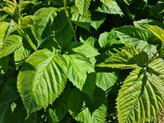 Pattern of green blackberry leaves in garden