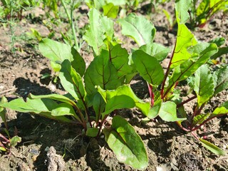 Fresh leaves of table beet in garden with red succulent stems