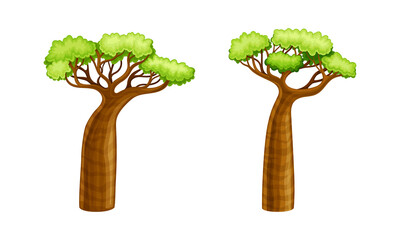 Baobab trees set. Powerful tree with green leaves cartoon vector illustration
