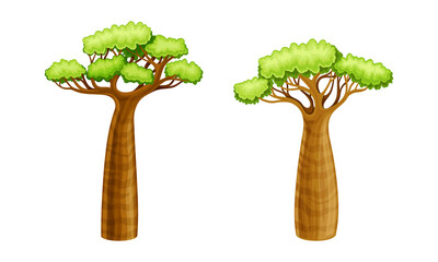 Baobab trees, powerful African plant with green foliage cartoon vector illustration