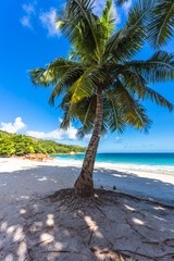 Cocotier sur plage d’Anse Lazio, Praslin, Seychelles 