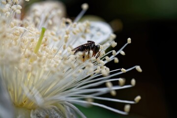 close-up of stingless trigona bee on flowers