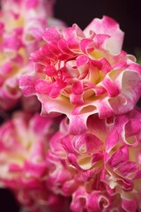 close up of pink rose