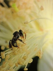 close-up of stingless trigona bee on flowers