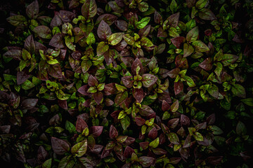 background texture of dark green small leaves in nature