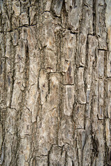 embossed texture background of brown bark