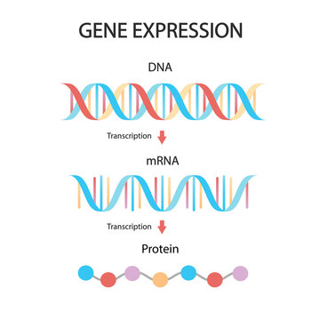 DNA replication, RNA, mRNA, protein synthesis, translation. Biological functions of DNA. medical illustration.