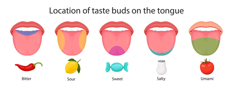 Taste buds of the tongue, sour, sweet, bitter, salty and umami taste. vector illustration