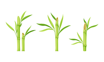Green fresh bamboo stems with leaves vector illustration