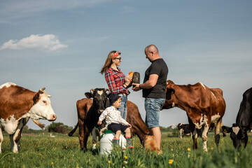 craftsmanship hands have a tomme cheese in the hands of a cheesemaker. Happy farmers family in green field with big cow in a green field with flowers on a sunny summer day