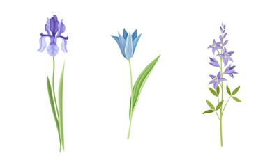 Naklejka na ściany i meble Collection of beautiful blue and purple wild flowers. Herbaceous flowering plants vector illustration