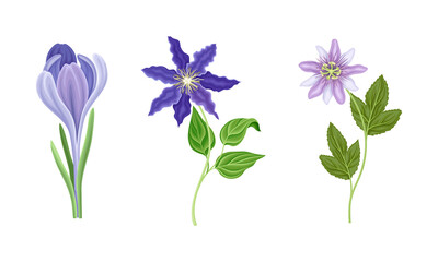 Fototapeta na wymiar Collection of beautiful purple wild flowers. Herbaceous flowering plants vector illustration