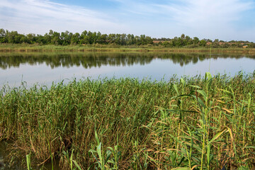 City pond overgrown with reeds. Reflection of trees in the water