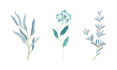 Set wild meadow herbs and flowers, herbaceous plants vector illustration