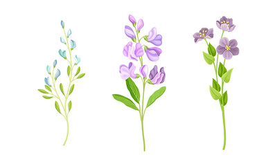 Beautiful delicate wild flower set. Herbaceous flowering plants vector illustration isolated on white