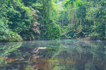 Fototapeta na wymiar picture of tropical rain forest in Thailand, nature concept