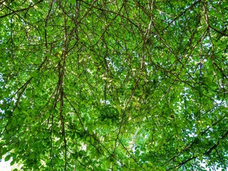 Summer Sunlit Green Leaves and Branches