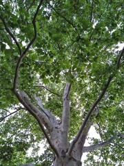 Thin Summer Tree Branches and Foliage