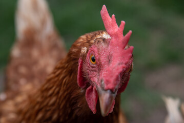Huhn