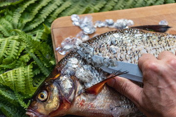 Big fresh bream. Freshly caught river fish. A man cleans the fish from scales. Fishing for spinning and feeder. Preparing fish for cooking.